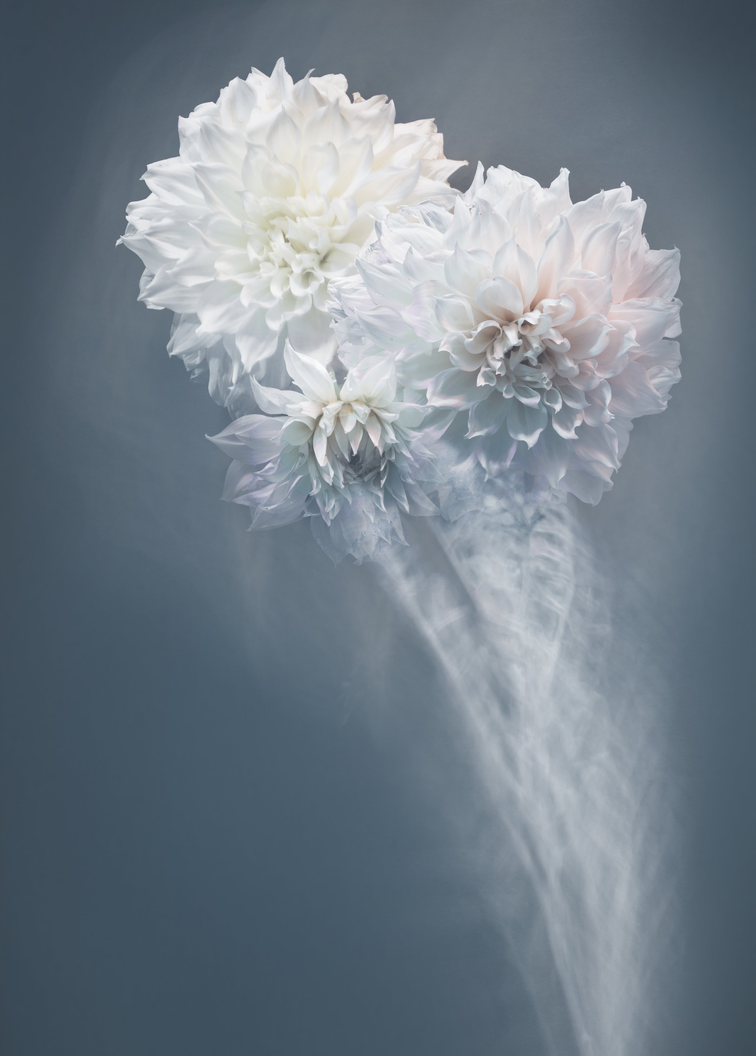 11+Glowing+Dahlias.jpg?format=